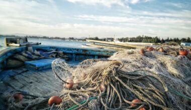 Seafood traceability software as a key enabler of sustainable seafood