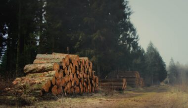 EU Deforestation Regulation Article Feature Image