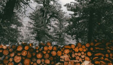 deforestation regulation 2026